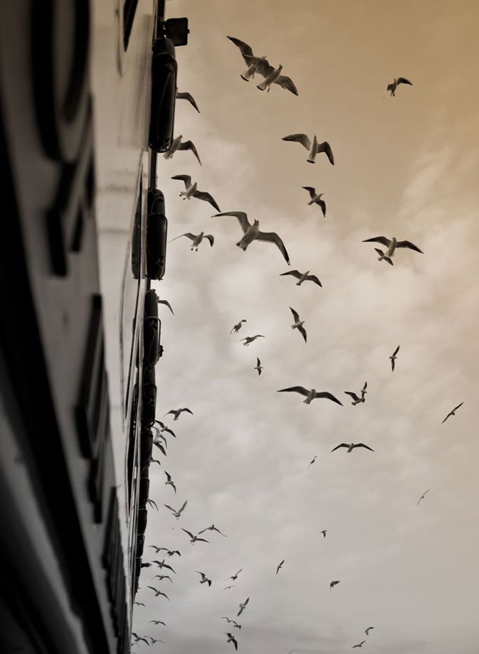 Seagulls at a ferry